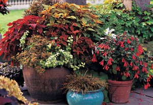 Container Gardens, When Properly Planned, Make Patio Sets Look Their Best