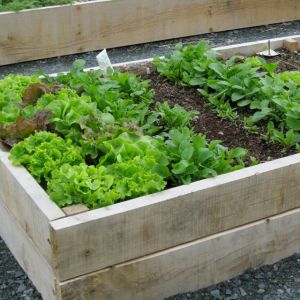Raised Bed Vegetable Gardens Worth It